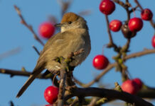 British activists clash with Cypriot trappers over ambelopoulia