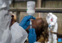 EU provides vaccines for foot-and-mouth disease in occupied Cyprus