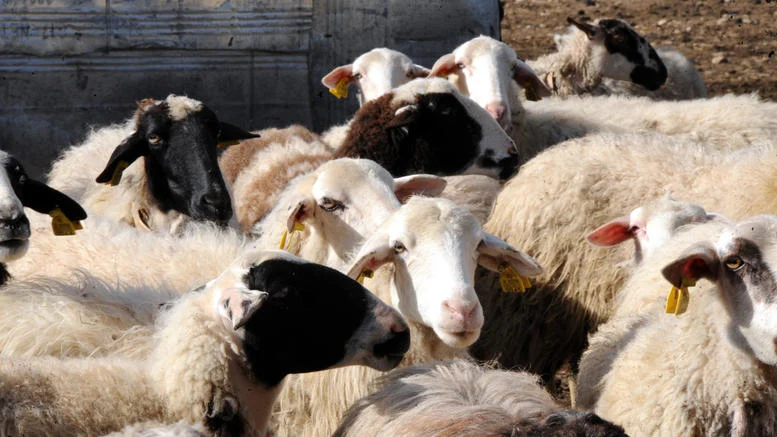 Cabinet approves financial support for sheep and goat farming ...