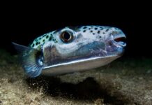 What happens to pufferfish caught in Cyprus waters